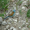 Blue-capped Cordon bleu