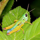 Chameleon Grasshopper