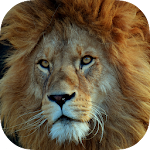 Cover Image of Download Lion Wallpaper 1.04 APK