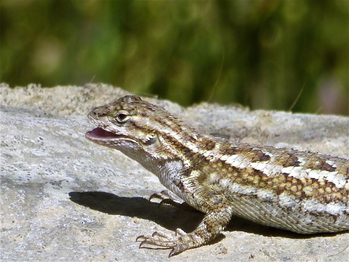 Western Fence Lizard