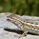 Western Fence Lizard