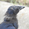 American Crow