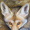 Arabian Red Fox