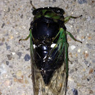 Swamp Cicada