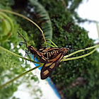 Amata Wasp Moth