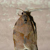 Oblique-Banded Leafroller Moth