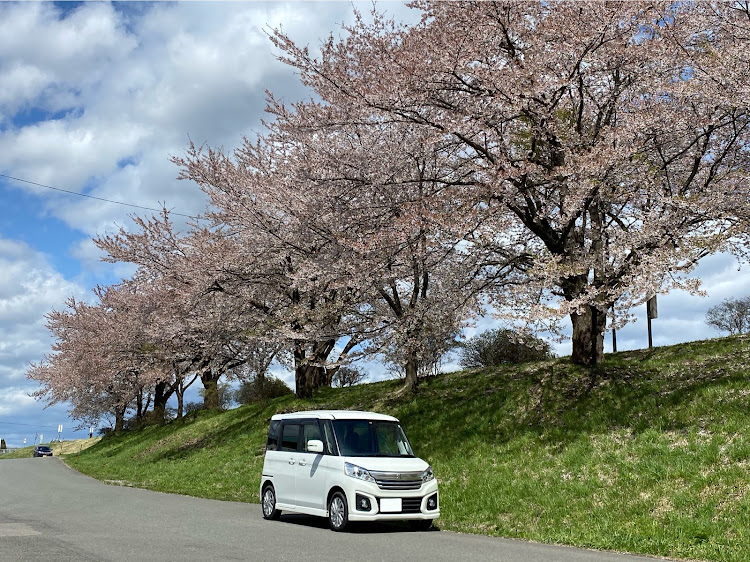 スペーシアカスタムの桜と愛車・iPhone撮影に関するカスタム事例の投稿画像2枚目