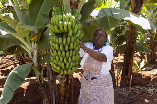 Fleciah Wambui at her farm in Mukinduri village, Kirinyaga county, explains how she makes compost manure using banana leaves.