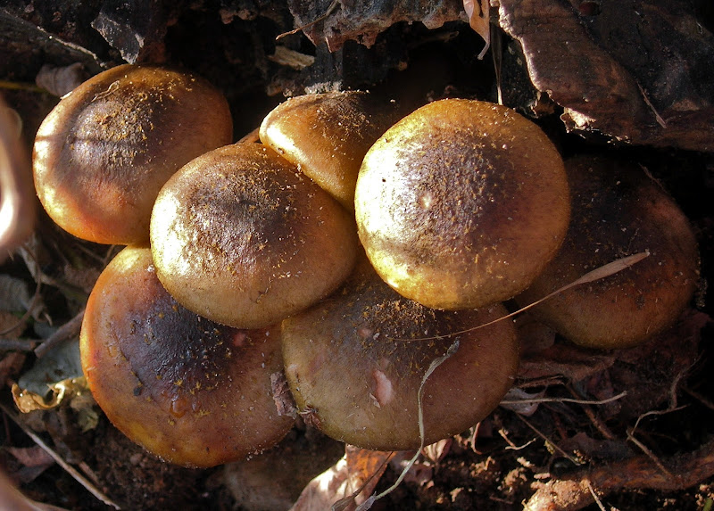 Un bel mazzolin di......funghi. di rubis