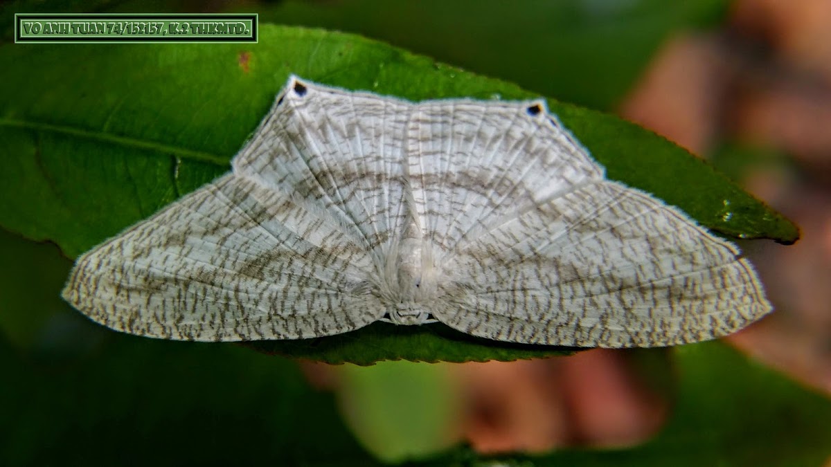 Spotted Swallowtail Wave Moth