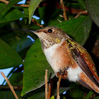 Allen's Hummingbird