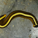 Land Planarian