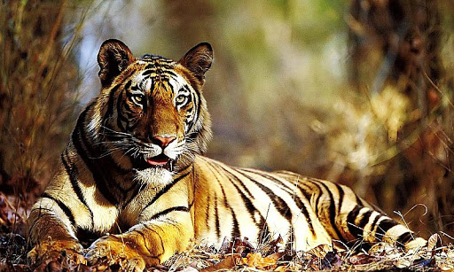 Tiger Rain Forest Jigsaw