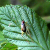 Red-headed Bush Cricket