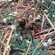 California Ebony Tarantula