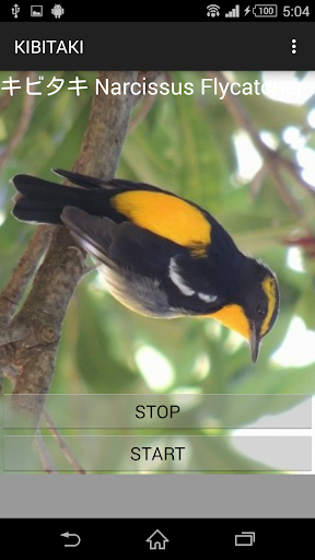 鳥鳴き声キビタキ