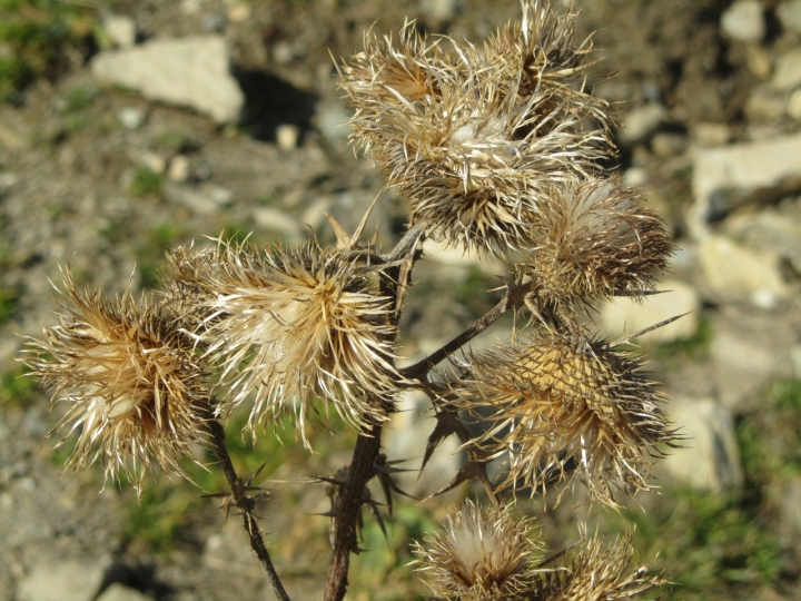 Fiori di montagna di  Antonella Giuliani 