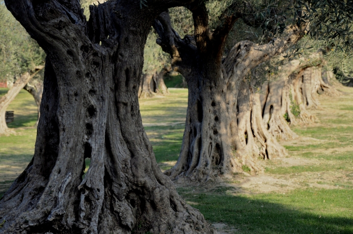 Olio nuovo... di  cristina masoni