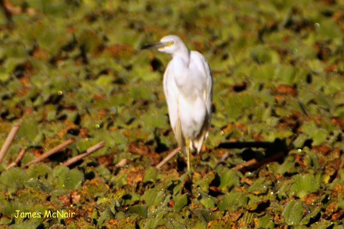 Little Blue Heron