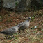 Eurasian collared dove