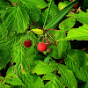 Wild Red Raspberry