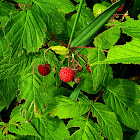 Wild Red Raspberry