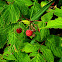 Wild Red Raspberry