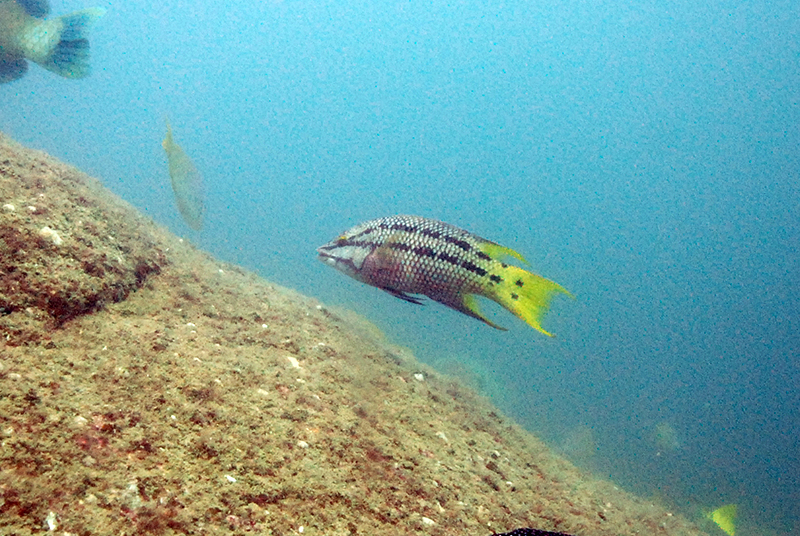 Mexican Hogfish