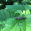 Longhorned Beetles