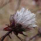 Indigo Bush