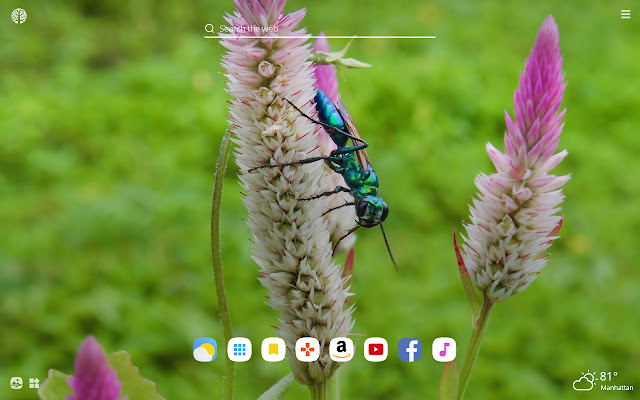 Wasps HD Wallpapers New Tab Theme