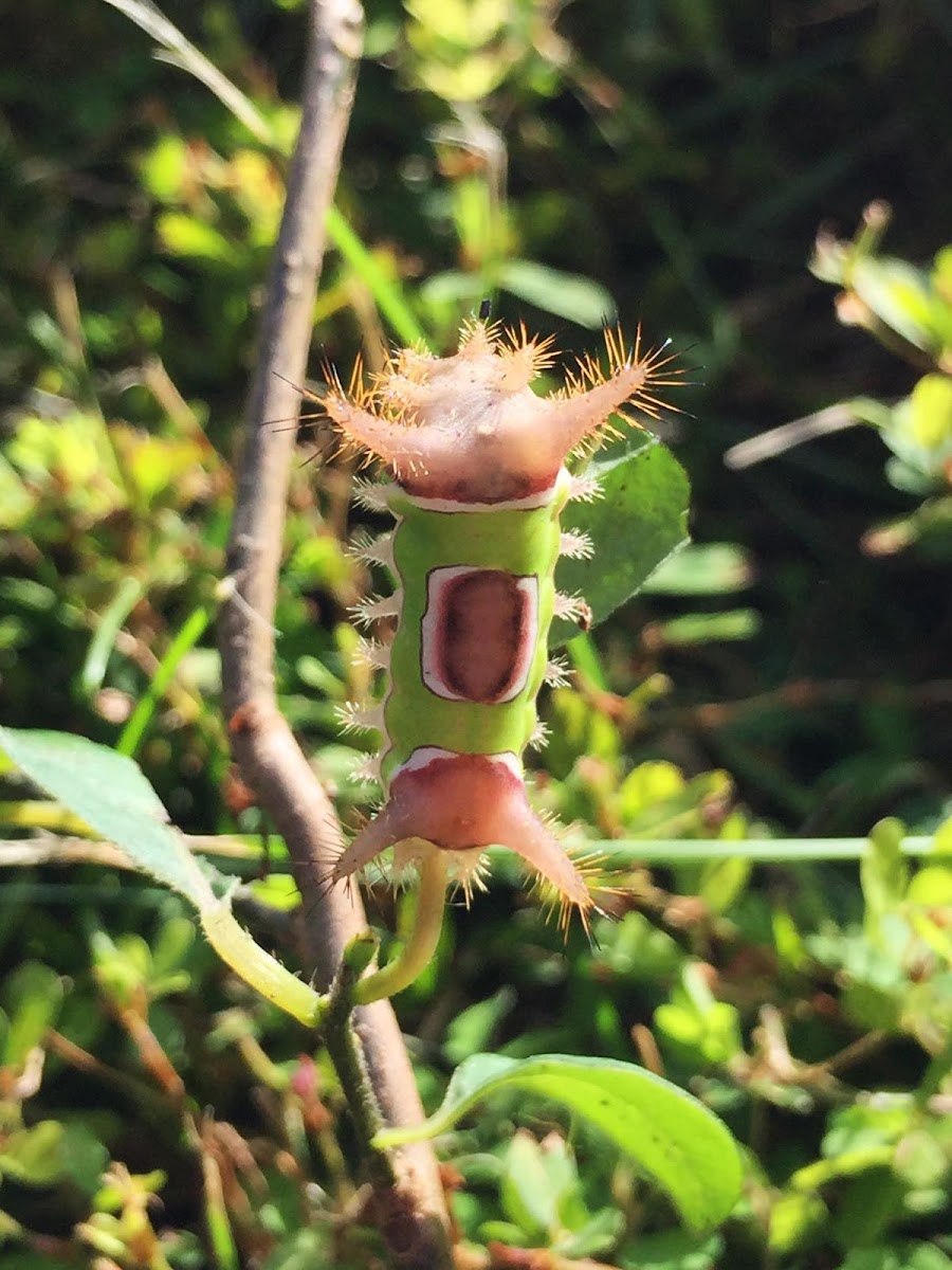 Parasitized Saddleback Caterpillar