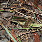 Common Green Frog