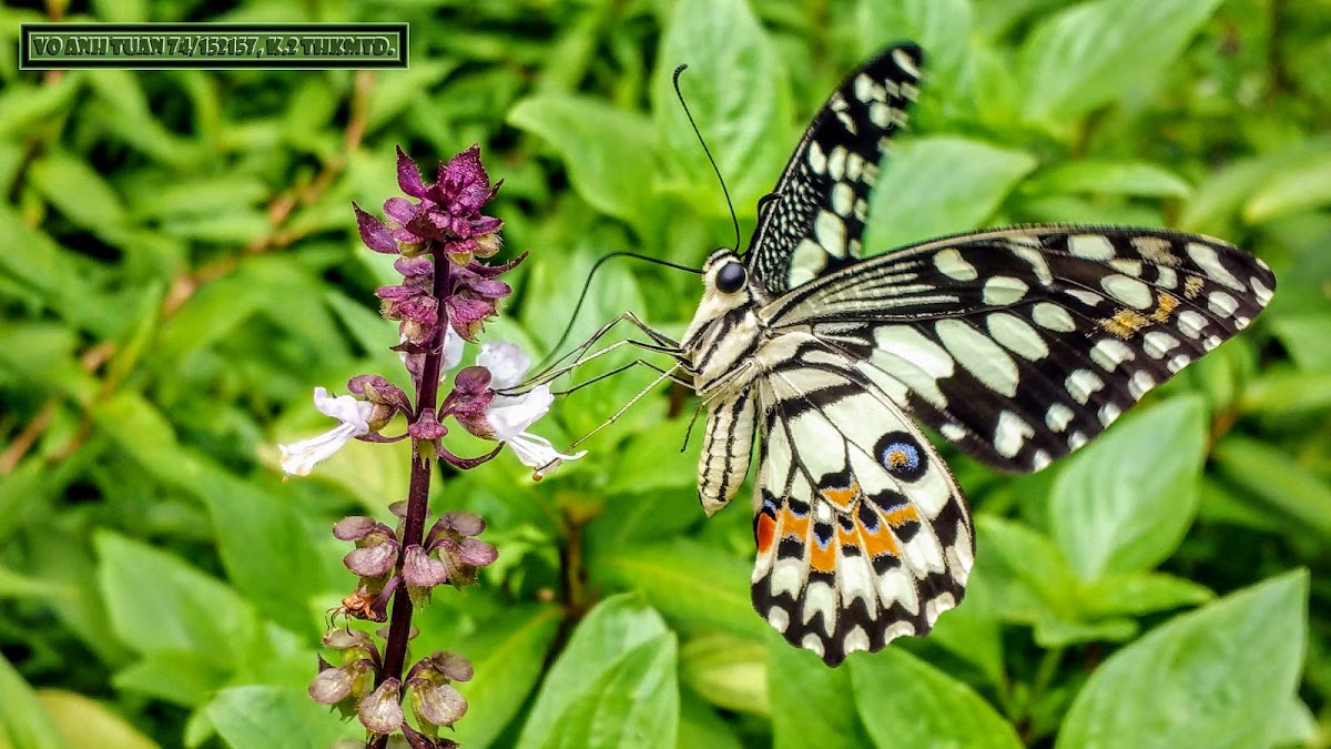 Lime butterfly