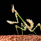 conehead mantis