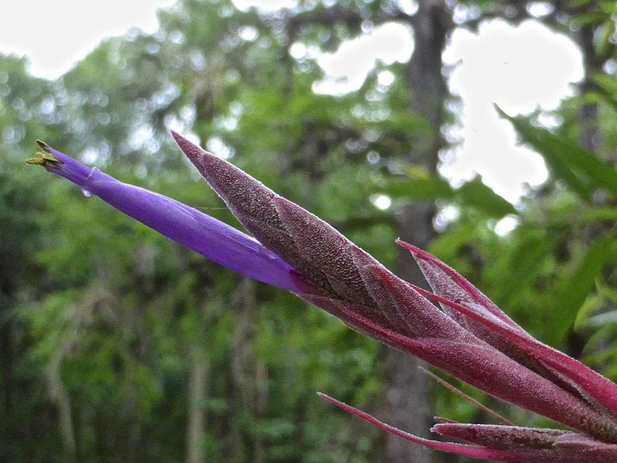 Bartram's Airplant