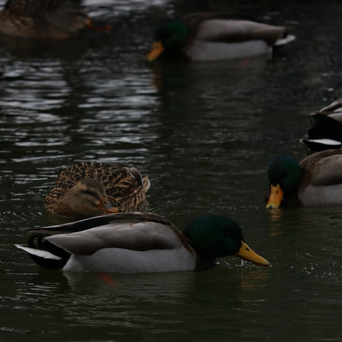 Mallard Duck