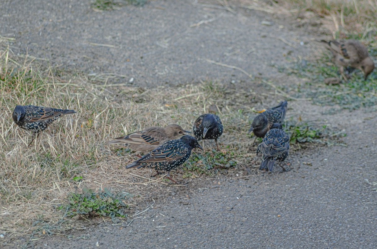 Starling