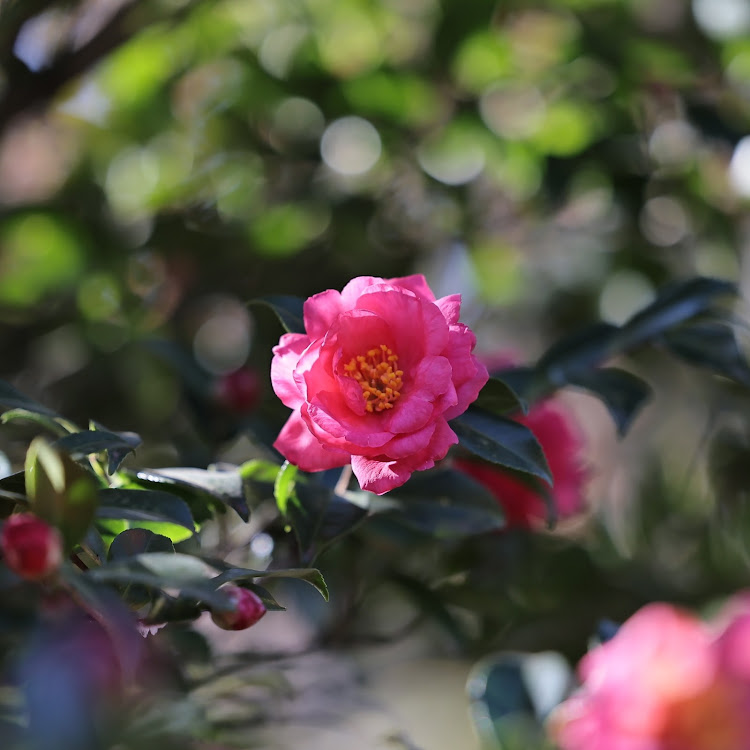 ステップワゴンスパーダの良い角度見つけた！(^^)・サザンカの花・カリンの花とカリン様に関するカスタム事例の投稿画像3枚目