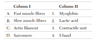 Muscle System