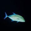 Bluefin Trevally