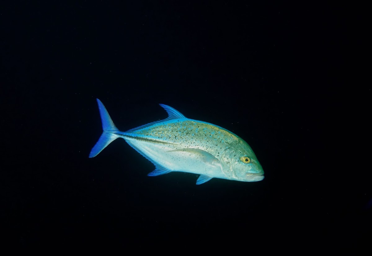 Bluefin Trevally