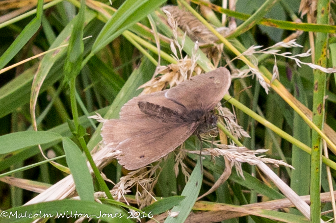 Ringlet