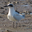 Gull-billed Tern