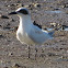 Gull-billed Tern