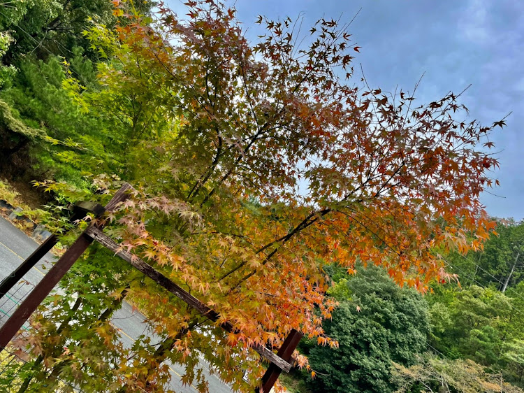 C-HRの💝出逢いと御縁に感謝💝・紅葉シーズン🍁真っ盛り🌈✨・想い出の🍀✨トロッコ列車🚃✨・愛車🚘💖紹介🎉✨・ツーリング🛣✨オフ🌈✨に関するカスタム事例の投稿画像5枚目