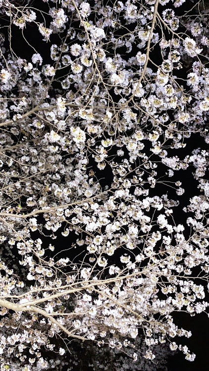 バモスの夜桜・桜とコラボ・#アゲバン・#リフトアップ・斜め後ろに関するカスタム事例の投稿画像3枚目