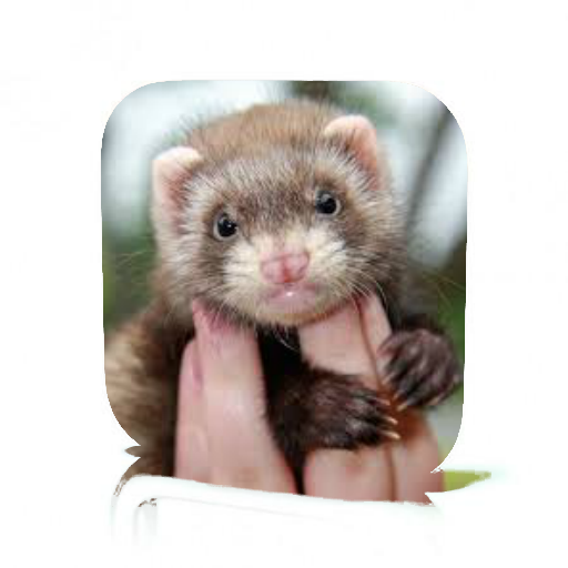 Ferret Care Aplikasi Di Google Play