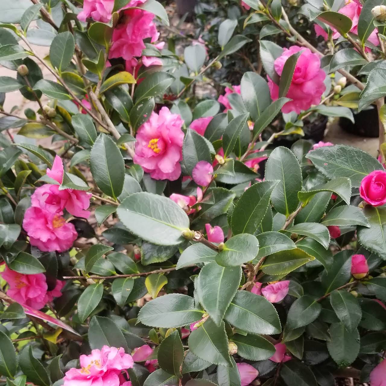 Slidell Nursery Llc Store In Slidell