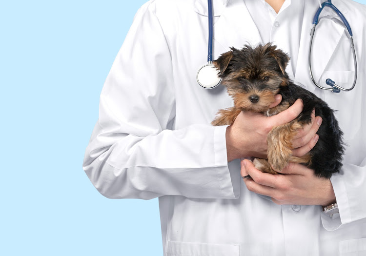 A vet holding a puppy